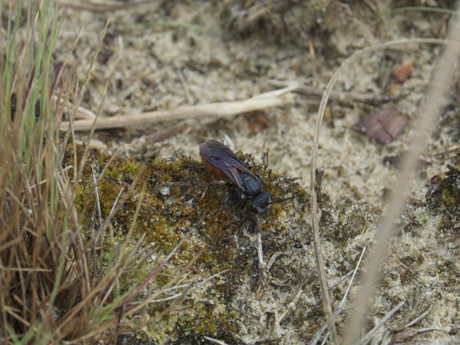 Sphecodes albilabris &copy; BRONI Adrien