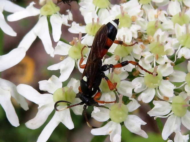 Ichneumon sarcitorius &copy; MAILLIER Sébastien