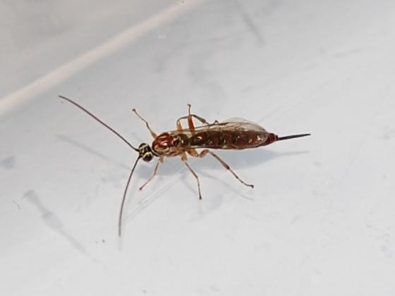 Tromatobia lineatoria &copy; VANSTEENE Nicolas