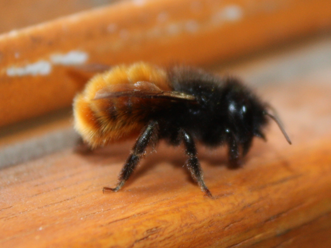 Osmia cornuta &copy; HERMANT Thomas