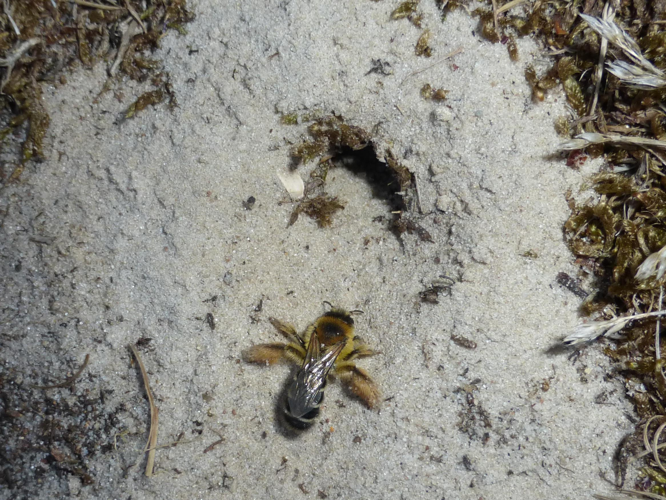 Dasypoda &copy; LETHEVE Xavier