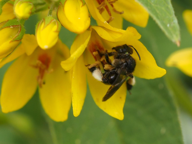 Macropis europaea &copy; PLATEAUX Luc