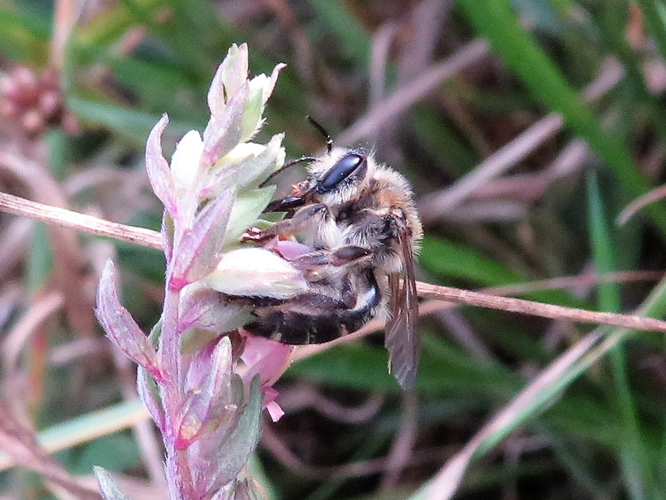 Melitta tricincta &copy; MAILLIER Sébastien