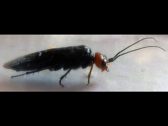 Acantholyda erythrocephala &copy; LEBEAU Catherine