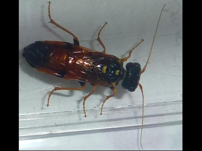 Acantholyda hieroglyphica &copy; LEBEAU Catherine