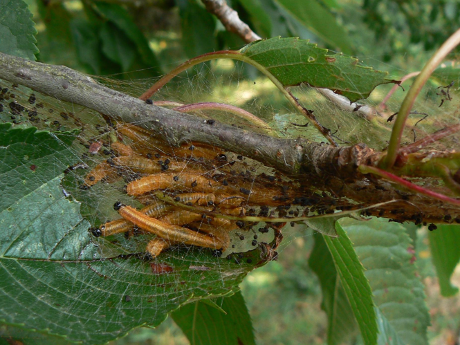 Neurotoma saltuum &copy; DEROZIER Carole