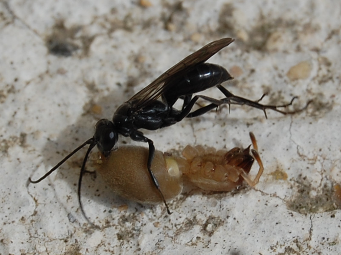 Auplopus carbonarius &copy; VANSTEENE Nicolas