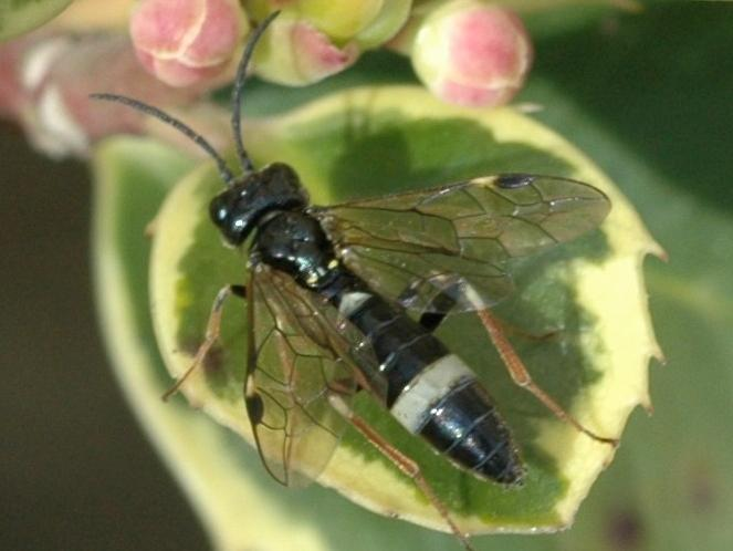 Allantus cinctus &copy; VANSTEENE Nicolas