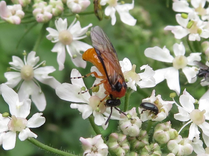 Athalia rosae &copy; MAILLIER Sébastien