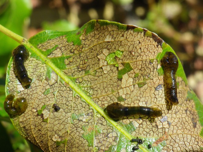 Caliroa cerasi &copy; HALLART Guénael