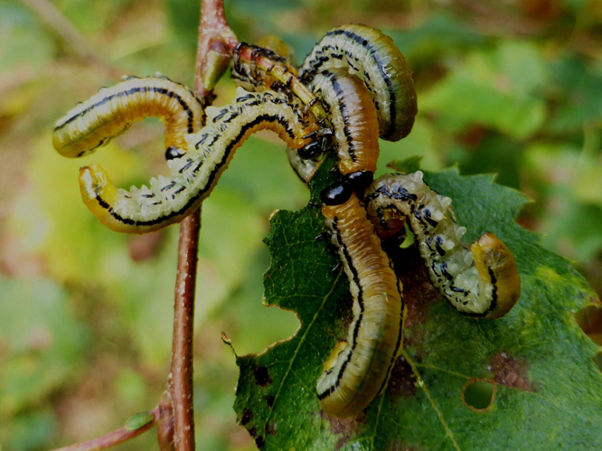 Hemichroa crocea &copy; LETHEVE Xavier