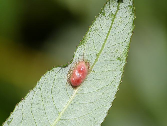 Pontania proxima &copy; BARBIER Simon