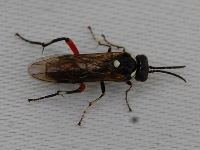 Macrophya punctumalbum &copy; VANSTEENE Nicolas