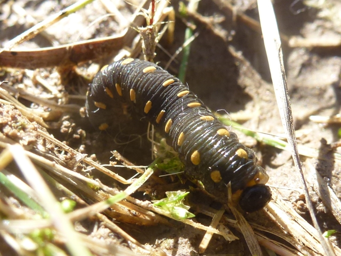 Tenthredo marginella &copy; MAILLIER Sébastien