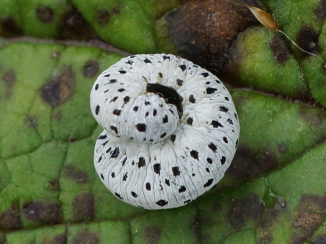 Tenthredo scrophulariae &copy; HERMANT Thomas