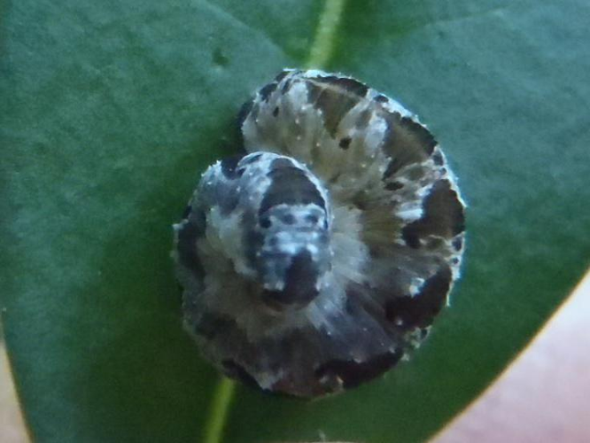 Tenthredo vespa &copy; HALLART Guénael