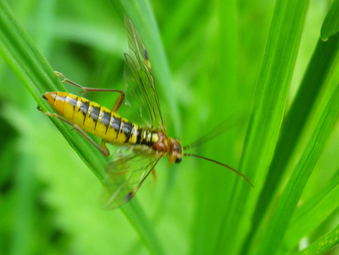 Tenthredopsis sordida &copy; HALLART Guénael