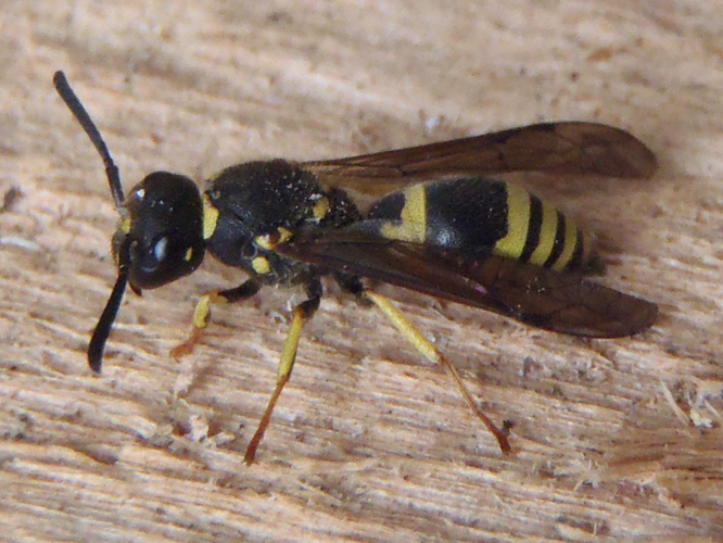 Ancistrocerus nigricornis &copy; HALLART Guénael