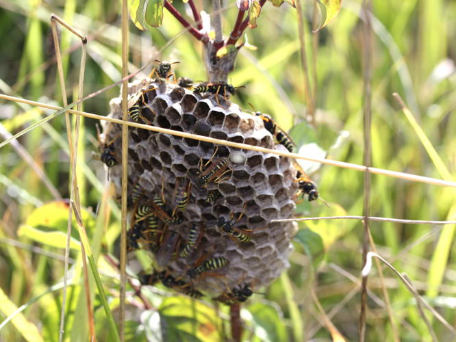 Polistes nimphus &copy; LETHEVE Xavier