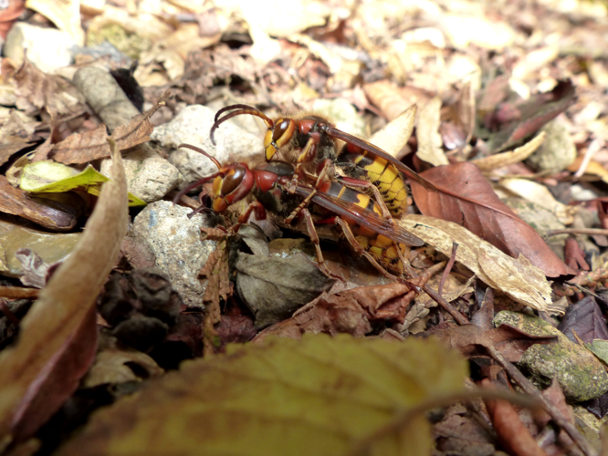 Vespa crabro &copy; DEROZIER Carole
