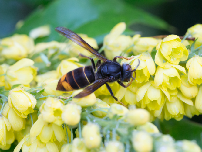Vespa velutina &copy; TONDELLIER Bruno