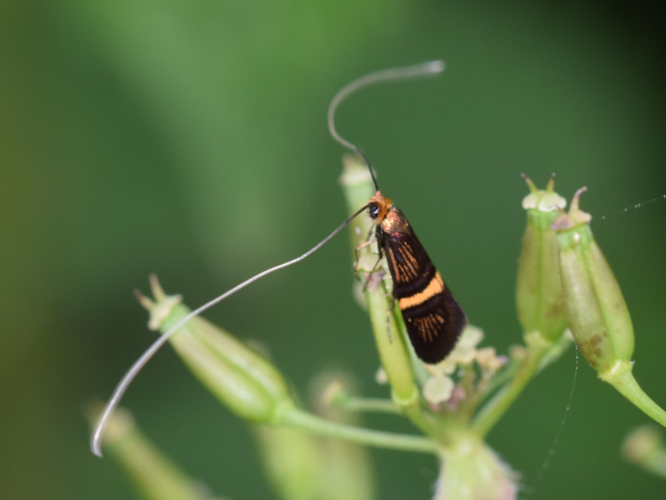 Adela croesella &copy; NOEL Jean-Adrien