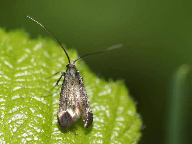 Adela reaumurella &copy; LETHEVE Xavier