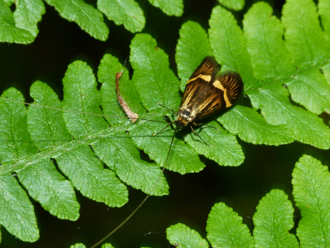 Nemophora degeerella &copy; DESBAS Jean-Baptiste