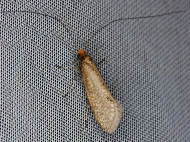 Nematopogon adansoniella &copy; LETHEVE Xavier