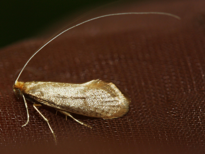 Nematopogon swammerdamella &copy; LETHEVE Xavier