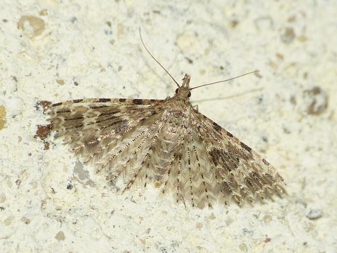 Alucita hexadactyla &copy; BARBIER Simon