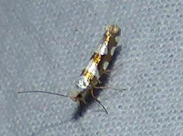 Argyresthia brockeella &copy; DEROZIER Carole