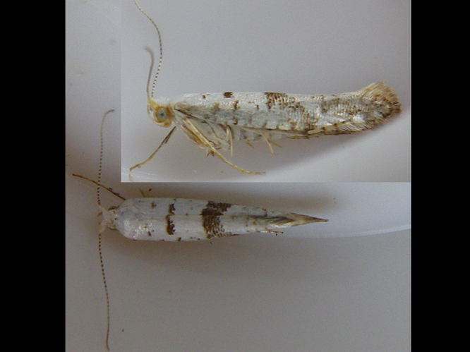 Argyresthia curvella &copy; HALLART Guénael