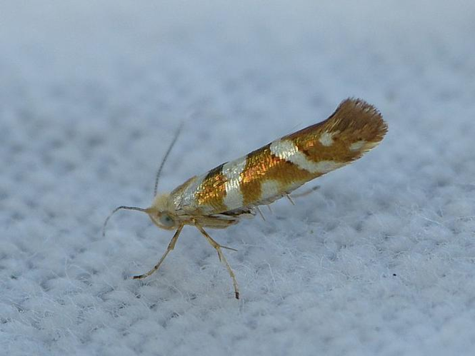 Argyresthia goedartella &copy; BARBIER Simon