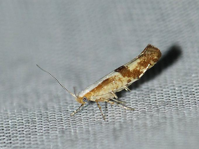 Argyresthia pruniella &copy; BARBIER Simon