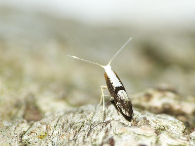 Argyresthia spinosella &copy; BARBIER Simon