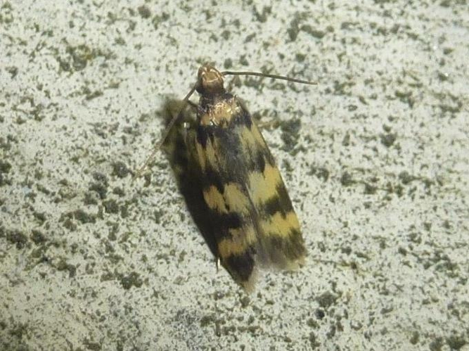 Oegoconia caradjai &copy; MAILLIER Sébastien