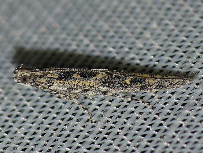 Batrachedra praeangusta &copy; BARBIER Simon