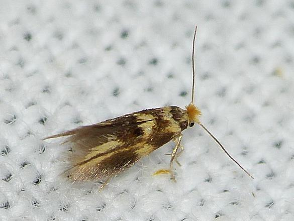 Bucculatrix thoracella &copy; BARBIER Simon