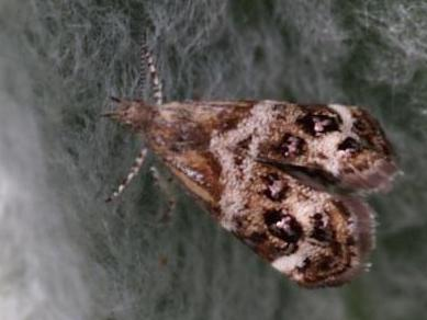 Tebenna micalis &copy; GUILLEMOT Arlette