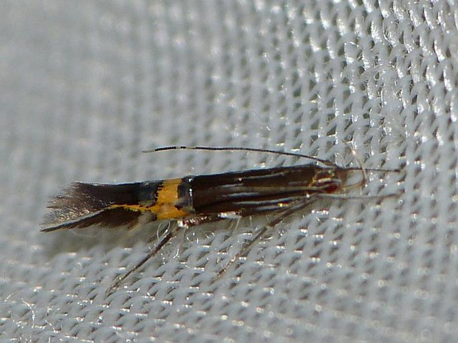 Cosmopterix scribaiella &copy; BARBIER Simon