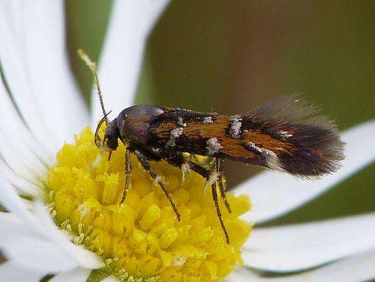 Pancalia leuwenhoekella &copy; BARBIER Simon