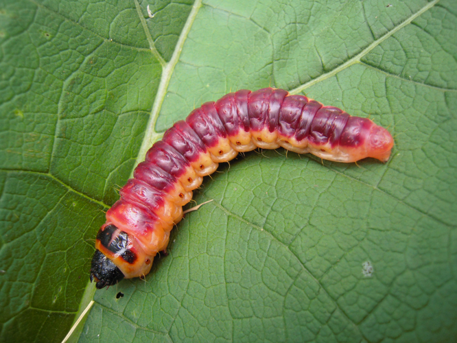 Cossus cossus &copy; HERMANT Thomas