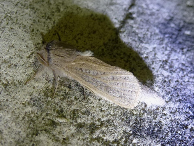 Phragmataecia castaneae &copy; MAILLIER Sébastien