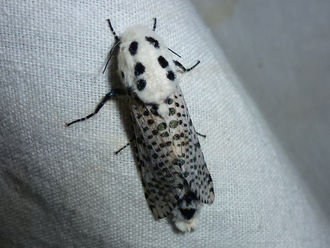 Zeuzera pyrina &copy; MAILLIER Sébastien