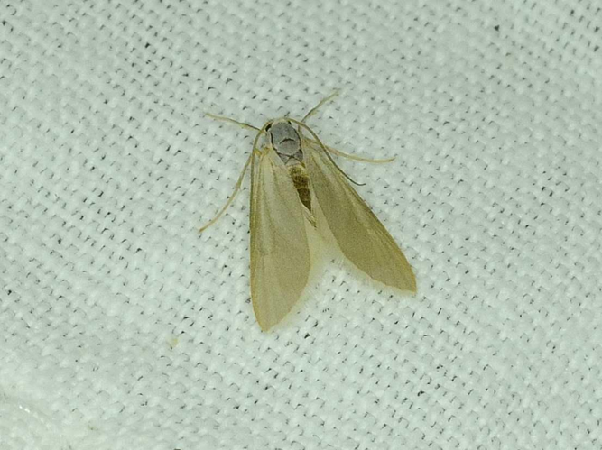 Acentria ephemerella &copy; MATHOT William