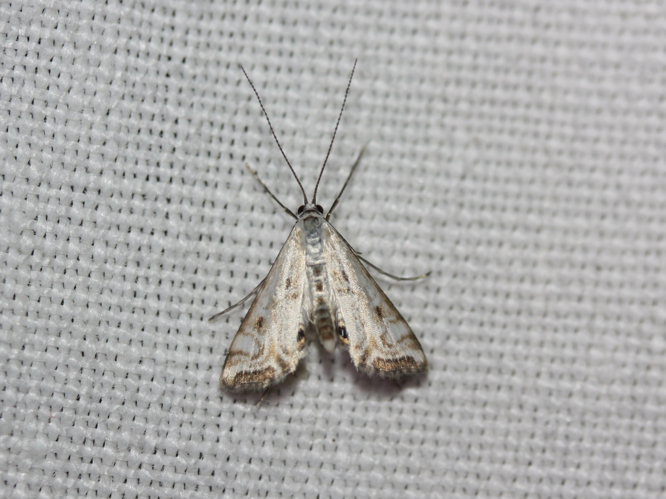 Cataclysta lemnata &copy; LETHEVE Xavier