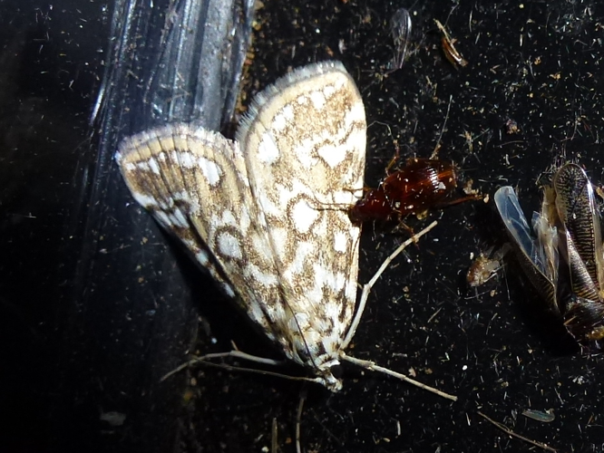 Elophila nymphaeata &copy; MAILLIER Sébastien