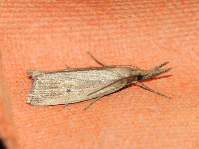 Chilo phragmitella &copy; LETHEVE Xavier