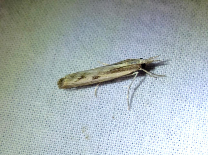 Agriphila inquinatella &copy; DEROZIER Carole